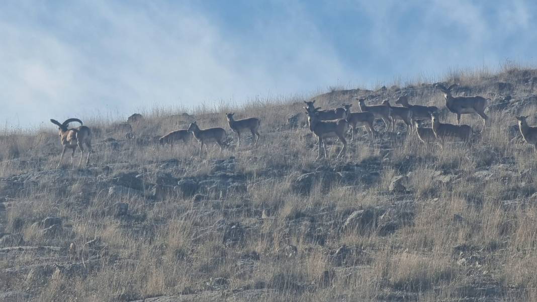 Nesli tehlikedeydi, Konya’da doğaya yeni umut oldular 7